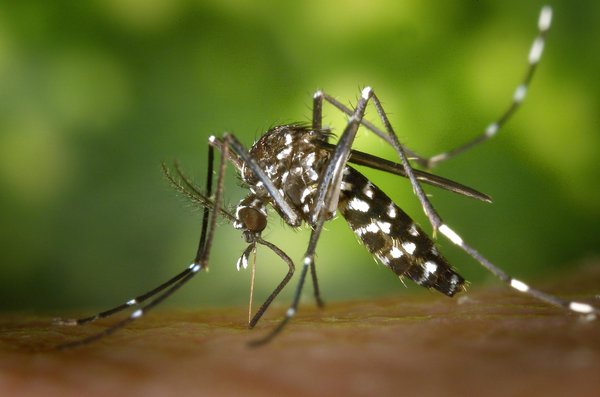 Chikungunya : tout ce que vous devez savoir pour vous protéger